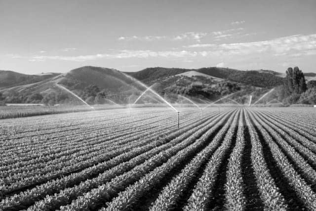 Irrigated farmland with rows of crops